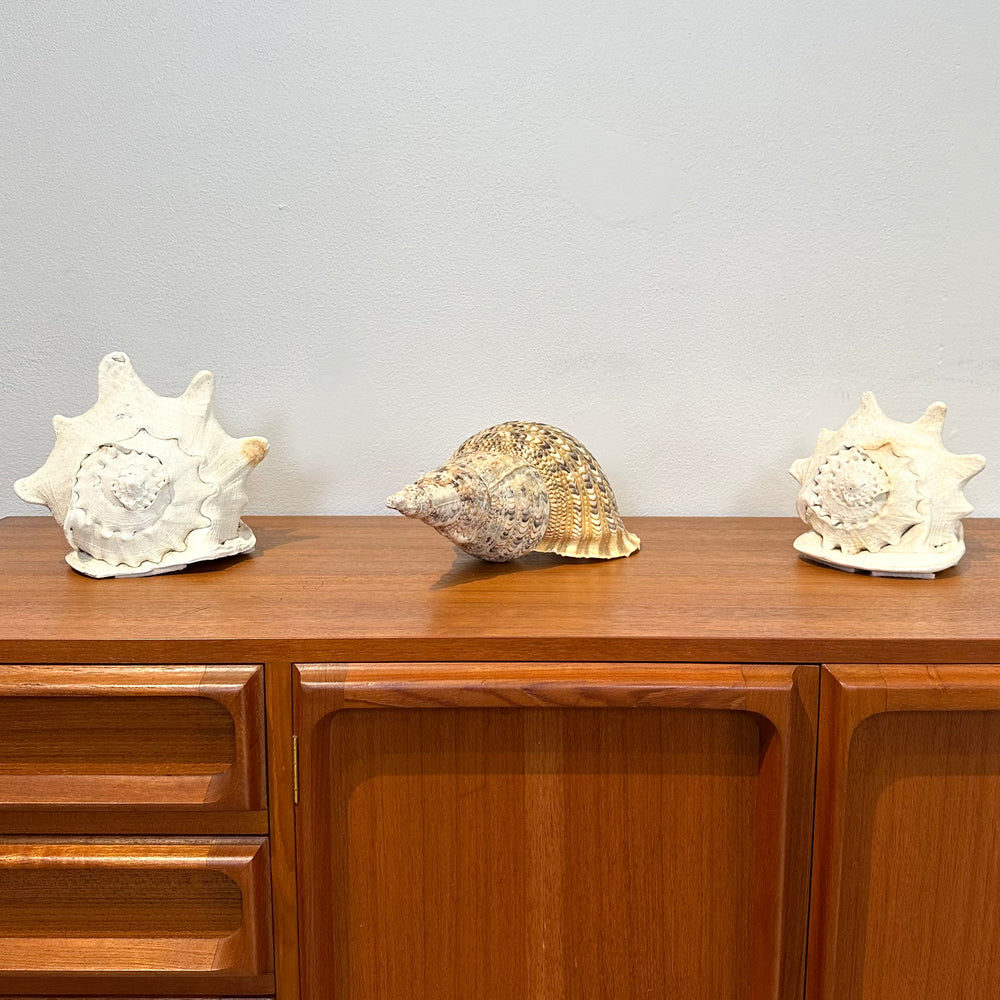 Vintage Shells for Home Decor