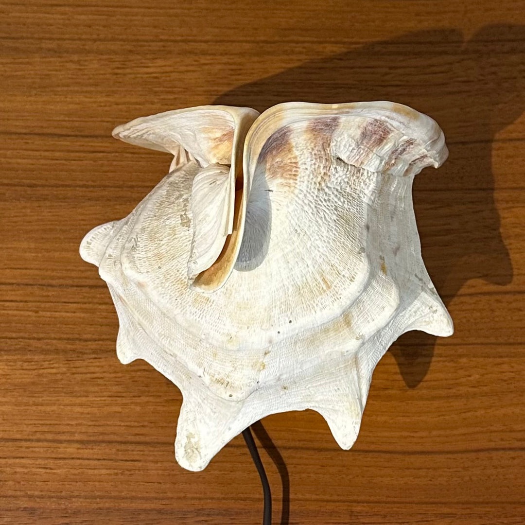 Vintage Retro Shell Conch Table Lamp