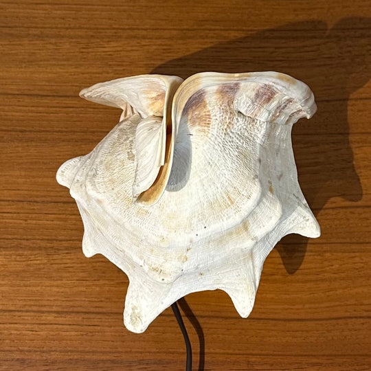 Vintage Retro Shell Conch Table Lamp