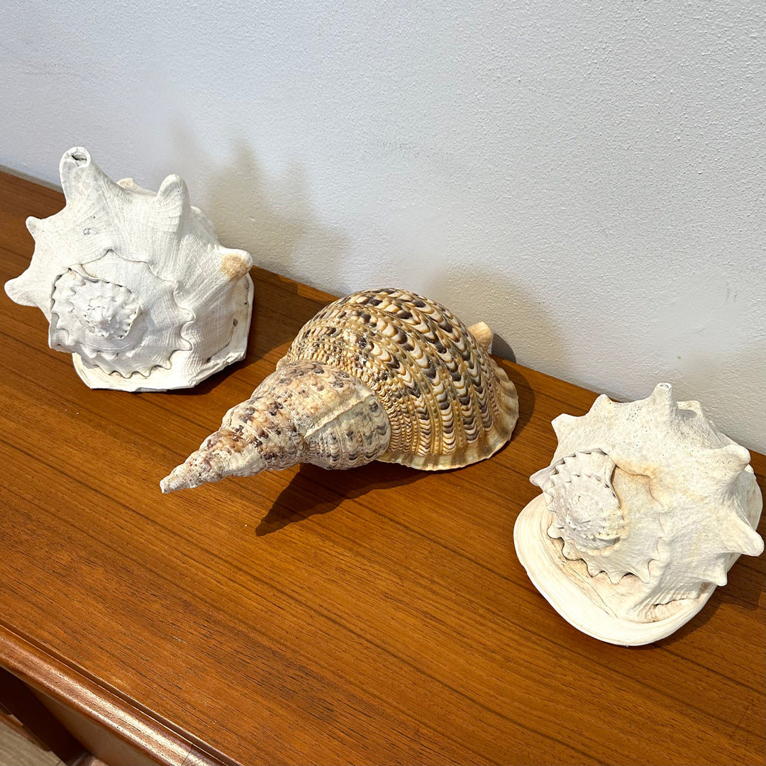 Vintage Shells for Home Decor