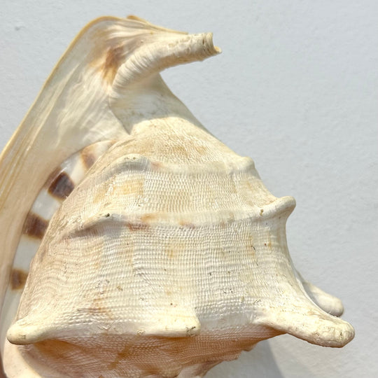 Vintage Retro Shell Conch Table Lamp