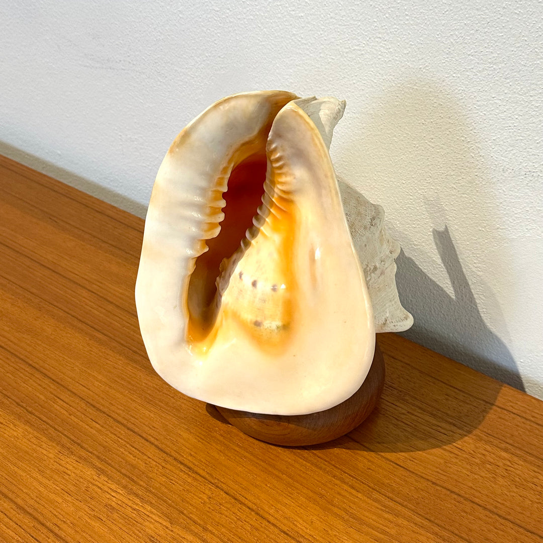 Vintage Retro Shell Conch Table Lamp